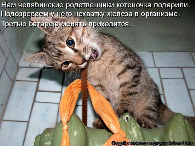 Котоматрица - Нам челябинские родственники котеночка подарили. Подозреваем у него не