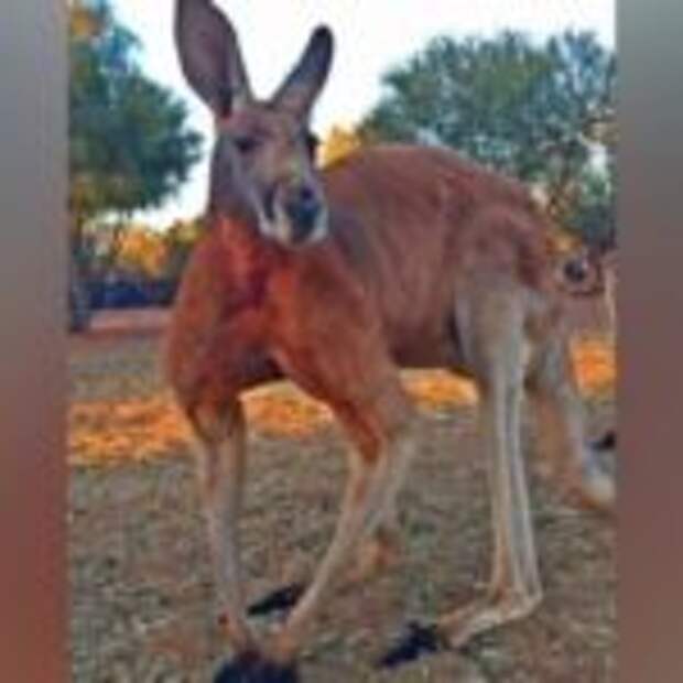 В Австралии появился король: двухметровый качок-кенгуру