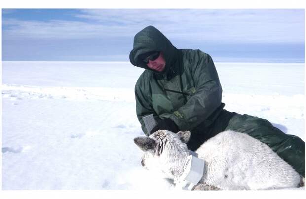 Самоизоляция северных оленей на Ямале удивила ученых
