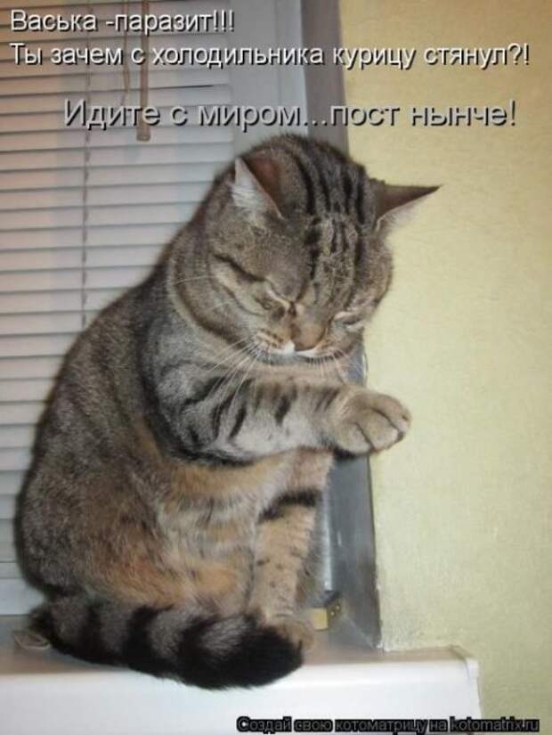 Лучшие котоматрицы недели (28 шт)