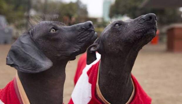 Сумак и Мунай. \ Фото: Megan Janetsky/BBC News.