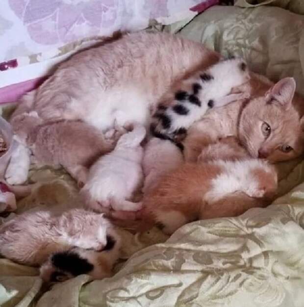 Кошка кормит котят