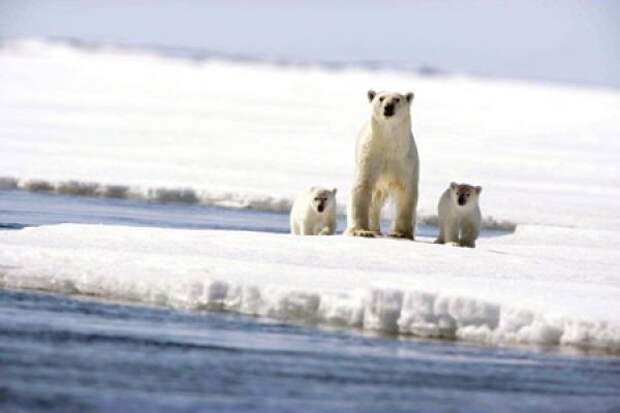 Арктические животные. Северный полюс: фауна, особенности выживания в суровом климате