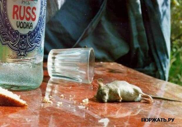 Продолжаем серию позитива (17 фото)