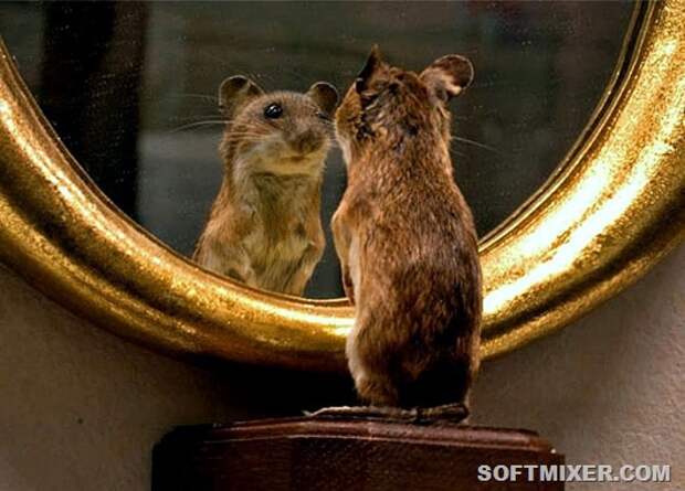 Узнают ли животные себя в зеркале?
