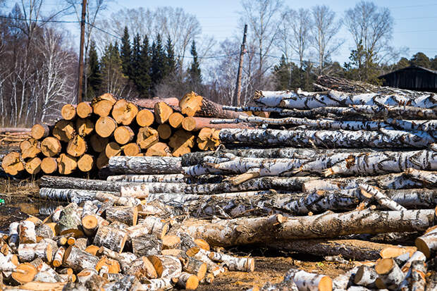 Новосибирский прокурор обвинил черного лесоруба в продаже древесины иностранцам