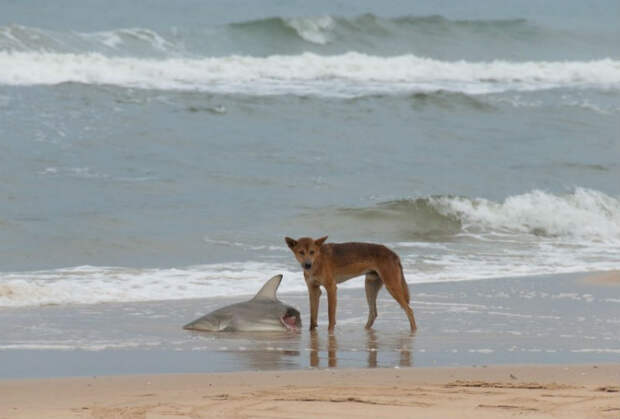 Ничего интересного, собака поймала акулу. И ест.