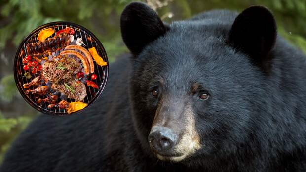 American black bear staring at food