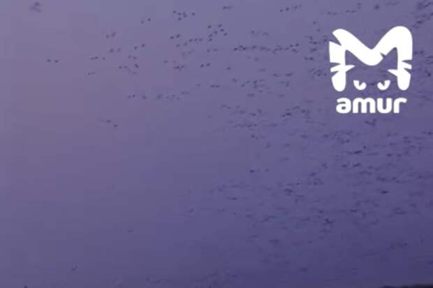 Многотысячная стая редких уток заполонила небо над Приморьем