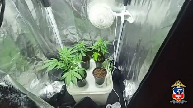 Барнаулец стал "комнатным дачником" и выращивал коноплю для борьбы с мучительной мигренью