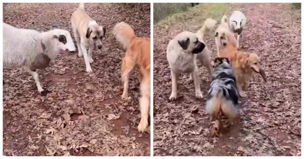 Барашек считает себя собакой