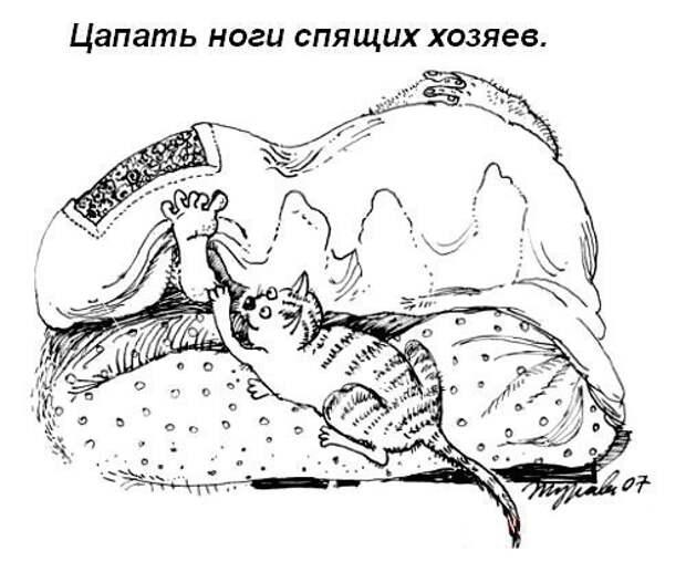 Кошачий пост жизнь кота, кот