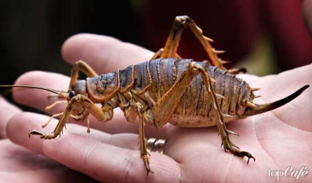 Гигантский Вета - одно из самых странных насекомых планеты
