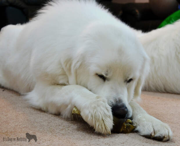 Great Pyrenees and Cooper's Classics Beef Ear