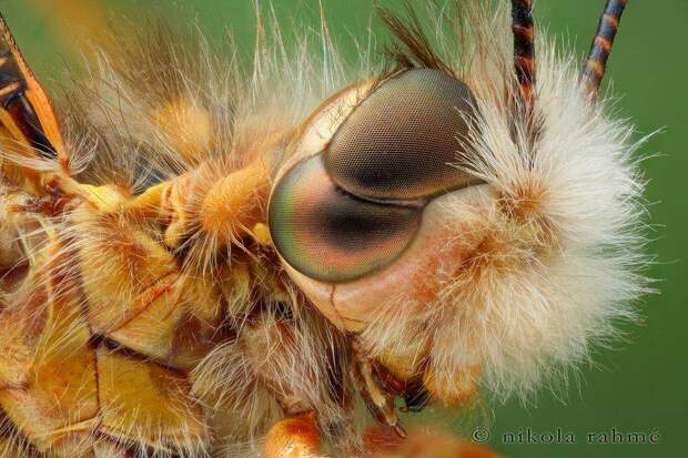 Двойные глаза летающих насекомых