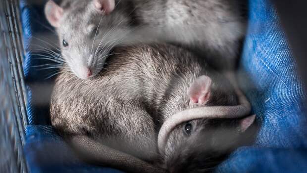 Китайские ученые заставили самцов крыс родить потомство