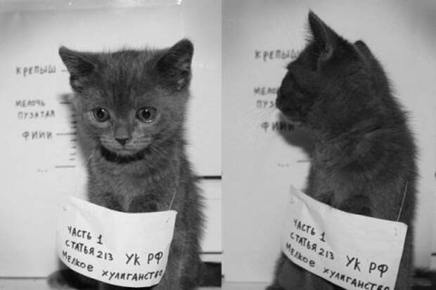 Веселые картинки и приколы для вас!