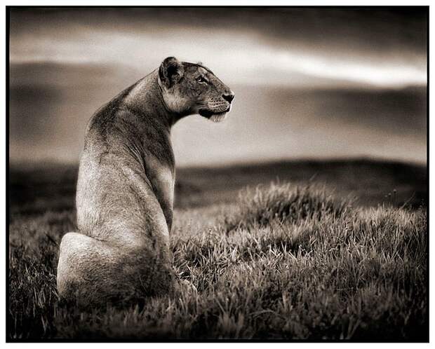 фотографии африки. Nick Brandt