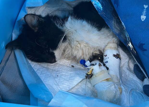 Кошку-скелета спасли из лифтовой шахты в Нижнем Новгороде