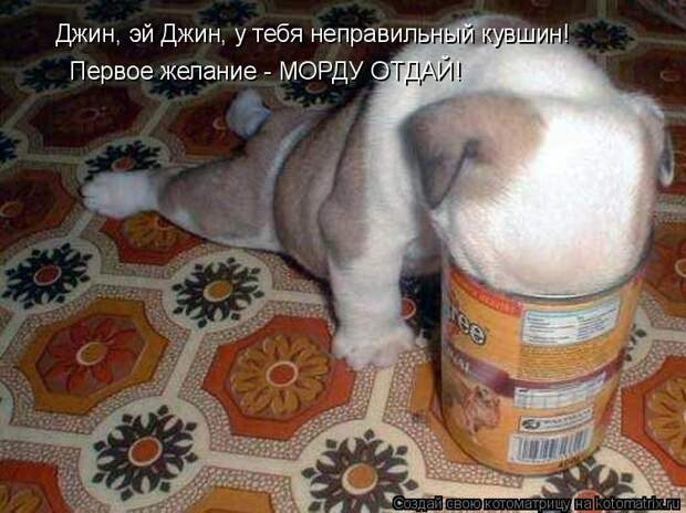 Котоматрица - Джин, эй Джин, у тебя неправильный кувшин! Первое желание - МОРДУ ОТДА