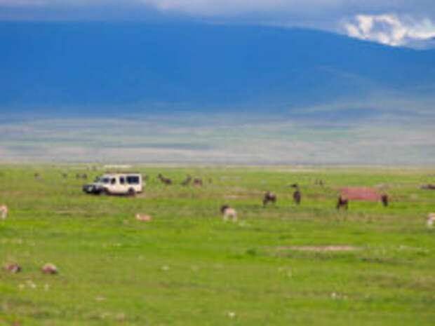 Танзания. Game drive. Safari car on game drive with animals around, Ngorongoro crater in Tanzania. Фото shalamov - Depositphotos