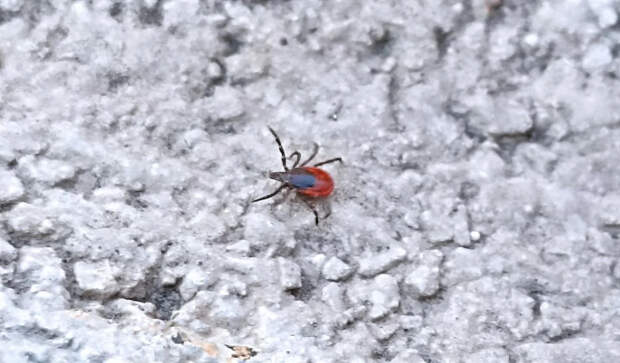 Инфекционист Мескина: энцефалитом можно заразиться без укуса клеща – через молоко