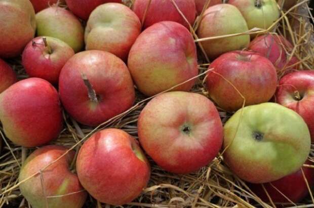 как правильно хранить яблоки