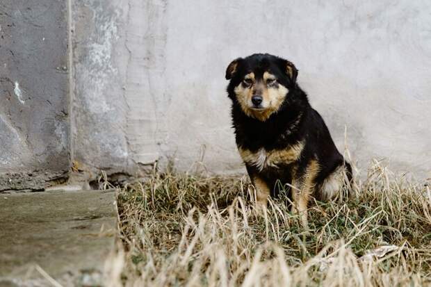 Ямальские власти намерены увеличить штраф за самовыгул домашних животных