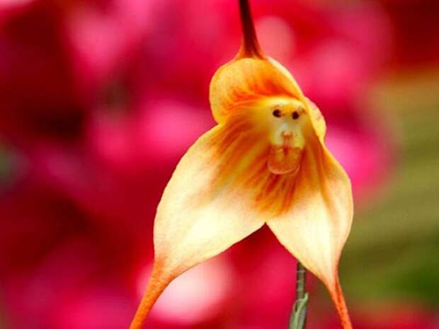 Удивительная цветок - Обезьянья Орхидея