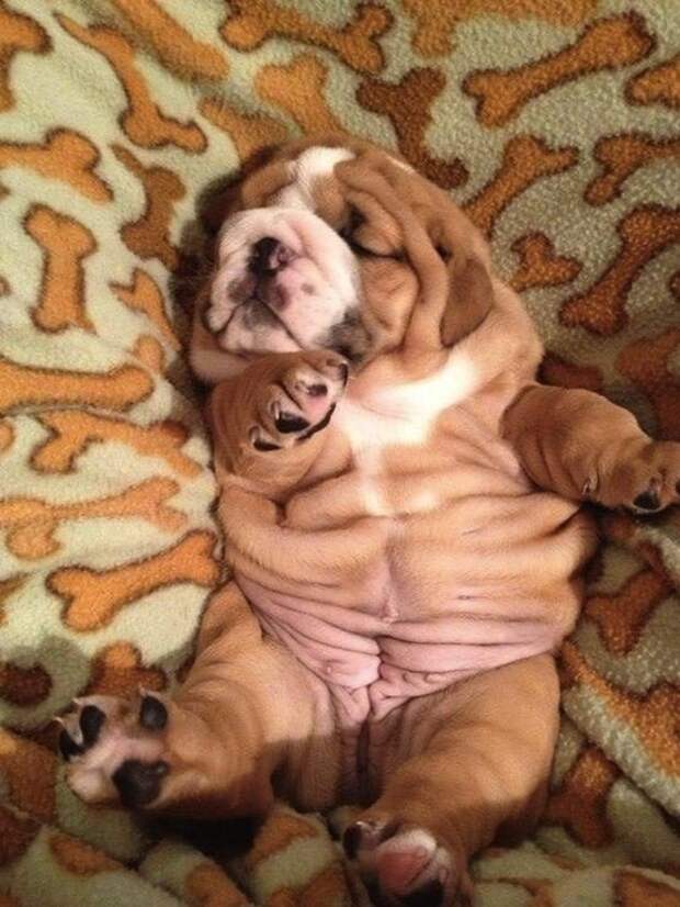 17 потрясающе милых собачек в морщинках