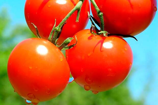 Почему томаты в России называют помидорами?