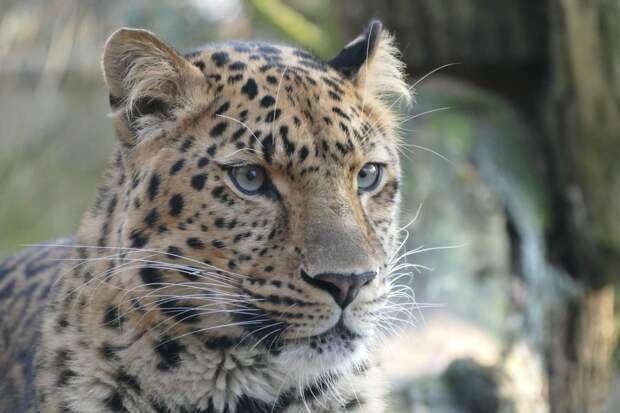 Леопард утащил новорожденного ребенка из кроватки