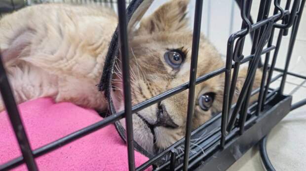 В Москве ведётся проверка из-за искалеченного львёнка, проживавшего в квартире