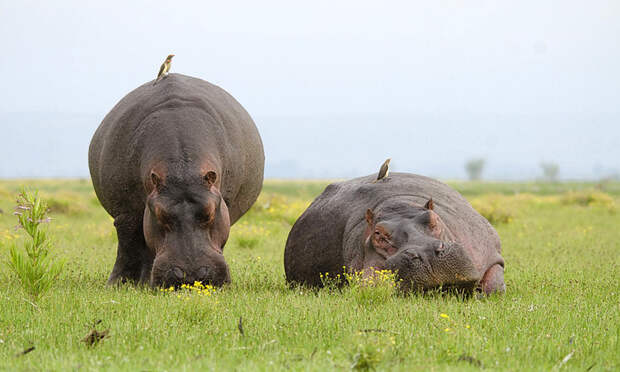 Гиппопотам