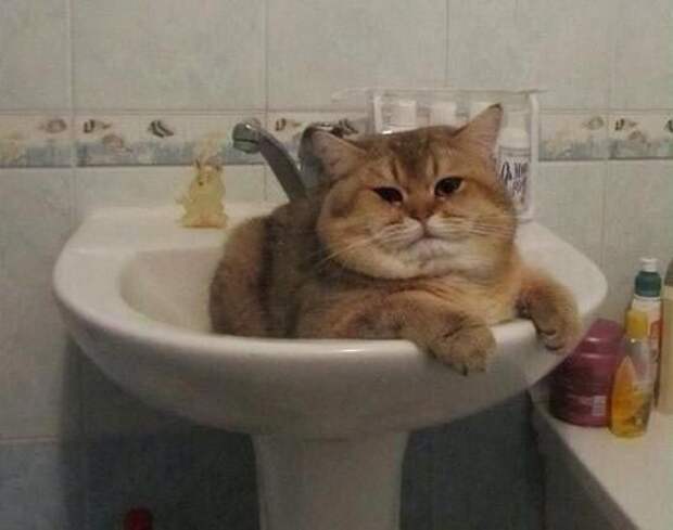20 кошек, которым действительно нужны выходные коши которым нужны выходные, кошки устали, кошки ждут выходных
