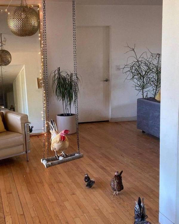 Забавные животные, которые подарят улыбку
