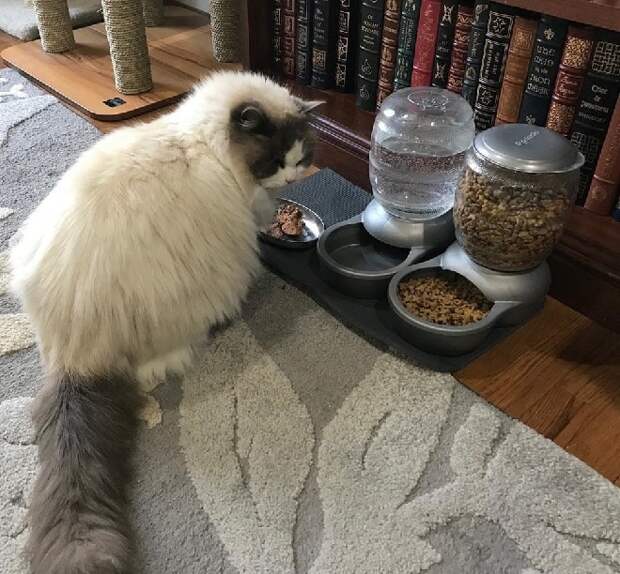 Кот ест Кот кушает
