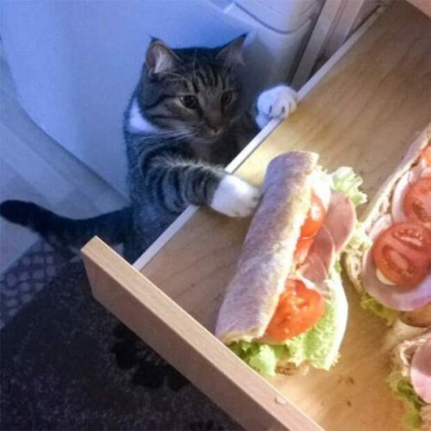 Этим котам уже надоело выпрашивать еду