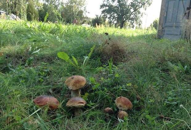 Лесные грибы на участке