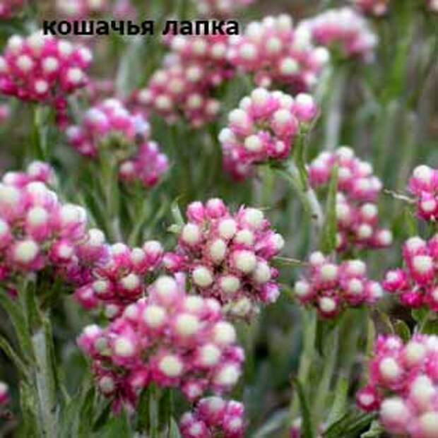 plants-may14-14.jpg
