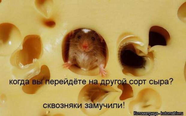 Котоматрицы (картинки с надписями)