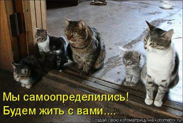 Котоматрицы (картинки с надписями)