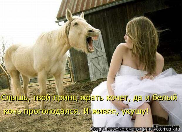 Лучшие котоматрицы недели (50 фото)