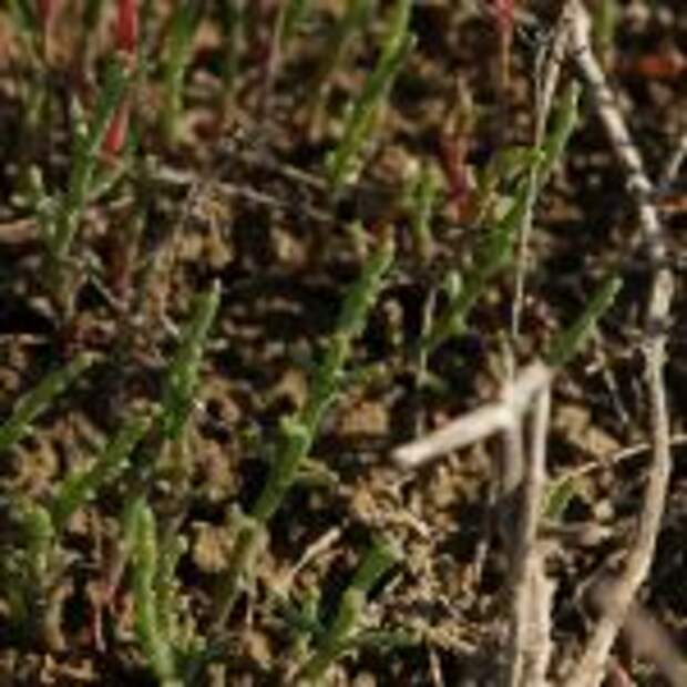 Солерос солончаковый (Salicornia perennans)