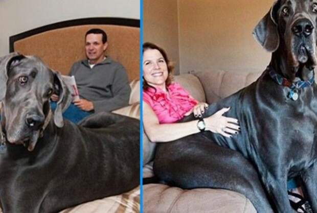 10 реально гигантских собак, которых не встретишь на улице