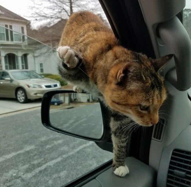 кот перелазит через окно