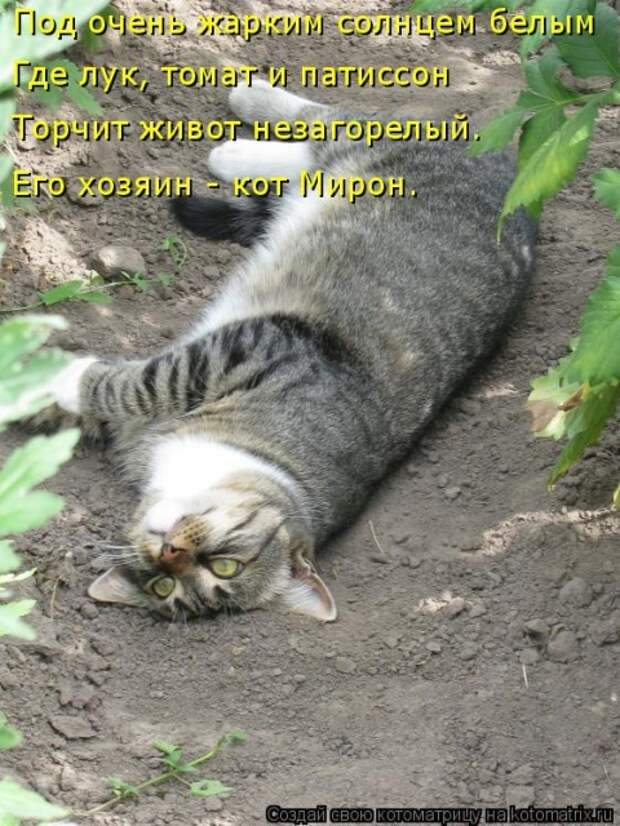 Лучшие котоматрицы недели (50 фото)