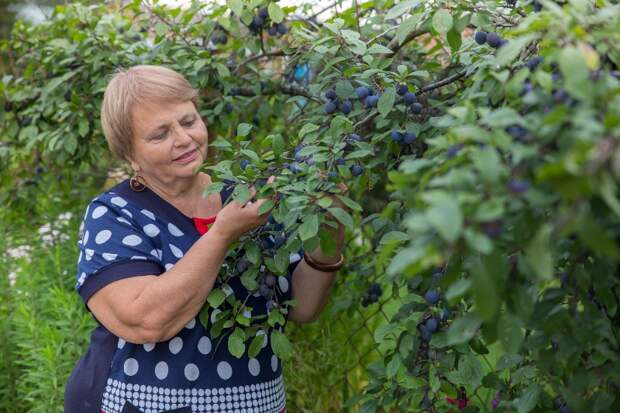 польза сливы для человека