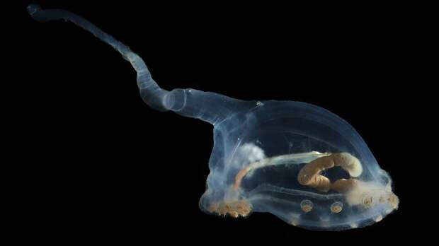 В Тихом океане нашли способное прожить до 15 тысяч лет живое существо