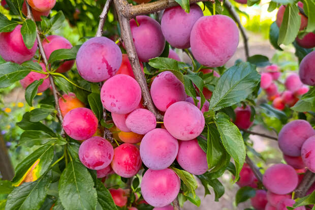 Привычный фрукт оказался помощником в облегчении воспаления кишечника